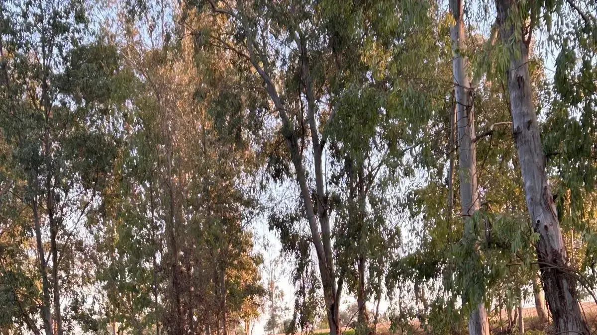 מעגלי שיח בצה"ל, מערך בריאות הנפש. מעגלי שיח בצה"ל, מערך בריאות הנפש.
