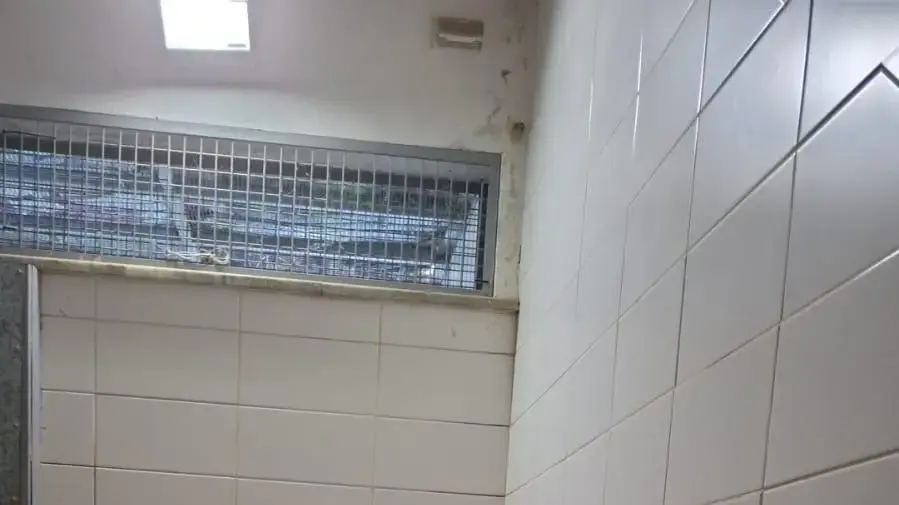 גור אריה נמצא בכפר אבו דיס גור אריה נמצא בכפר אבו דיס
