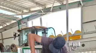 הרפת המחודשת בקיבוץ כיסופים, 27 ביולי 2025