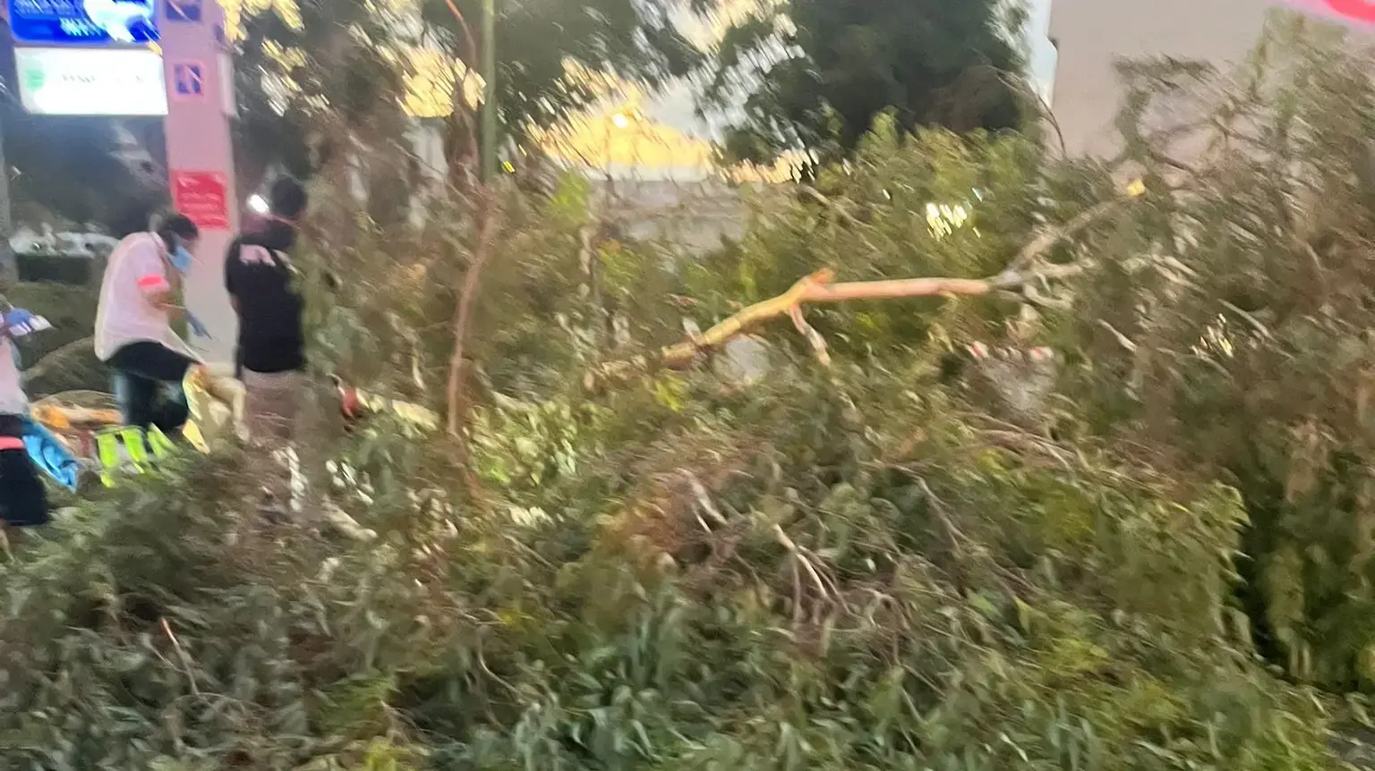 עץ קרס על אדם בבית חולים אסף הרופא