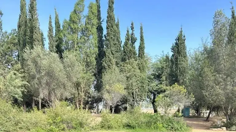 אלוף משנה שירה רודברג אלוף משנה שירה רודברג