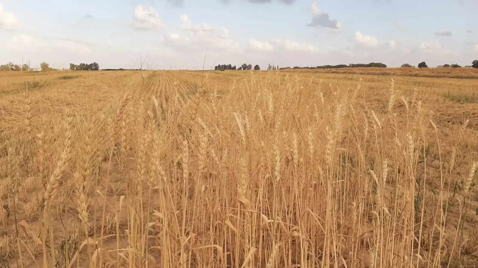 תושבי כרם שלום מתאחדים וחוזרים הביתה לקבלת פנים מיוחד שארגן היישוב צוחר, כרם שלום תושבי כרם שלום מתאחדים וחוזרים הביתה לקבלת פנים מיוחד שארגן היישוב צוחר, כרם שלום