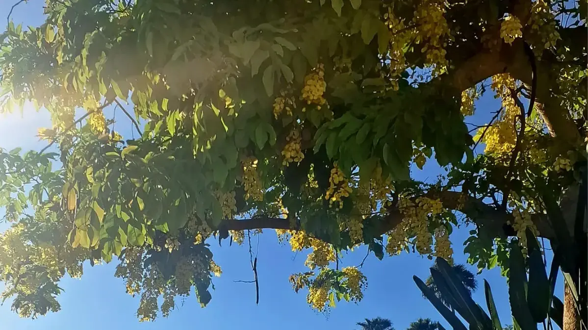 תושבי כרם שלום מתאחדים וחוזרים הביתה לקבלת פנים מיוחד שארגן היישוב צוחר, כרם שלום תושבי כרם שלום מתאחדים וחוזרים הביתה לקבלת פנים מיוחד שארגן היישוב צוחר, כרם שלום