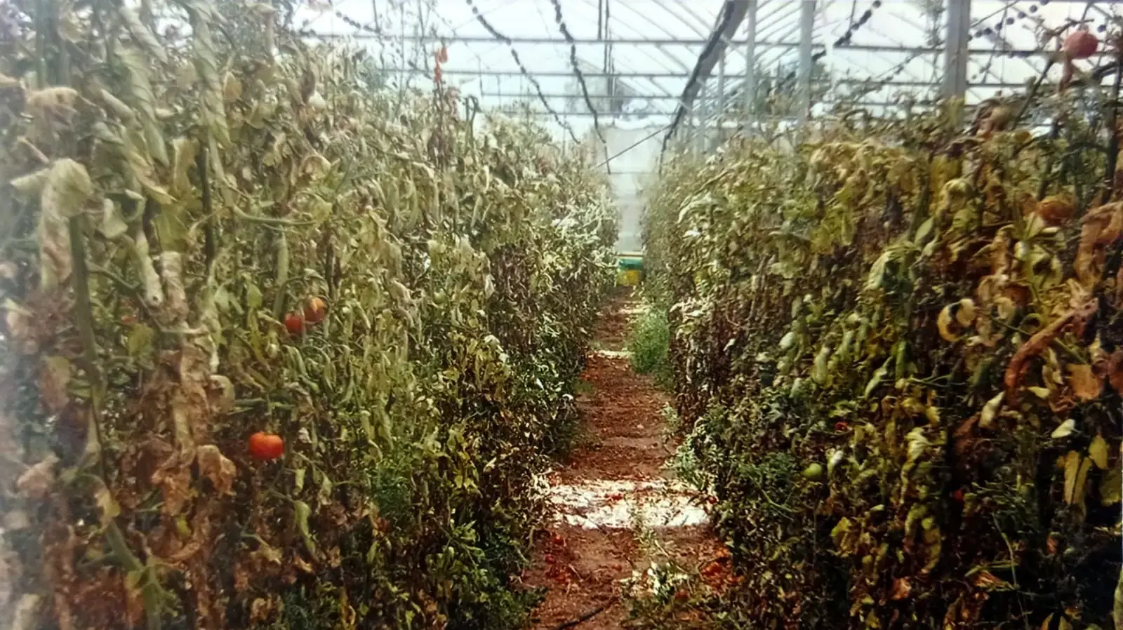 צורית מבני נצרים צורית מבני נצרים