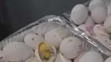 ביצים לא ראויות למאכל שהוגשו לחיילים בבסיס סיירים