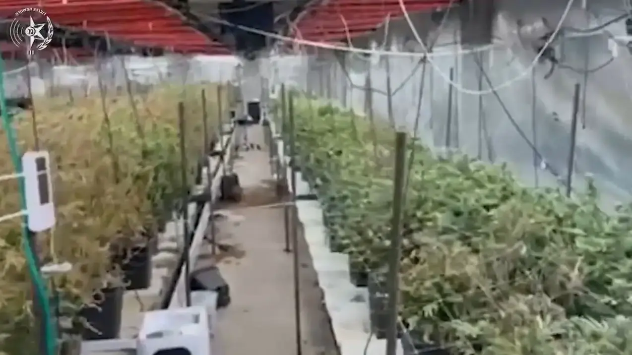 חוות קנאביס רפואי, 28 באוגוסט 2025