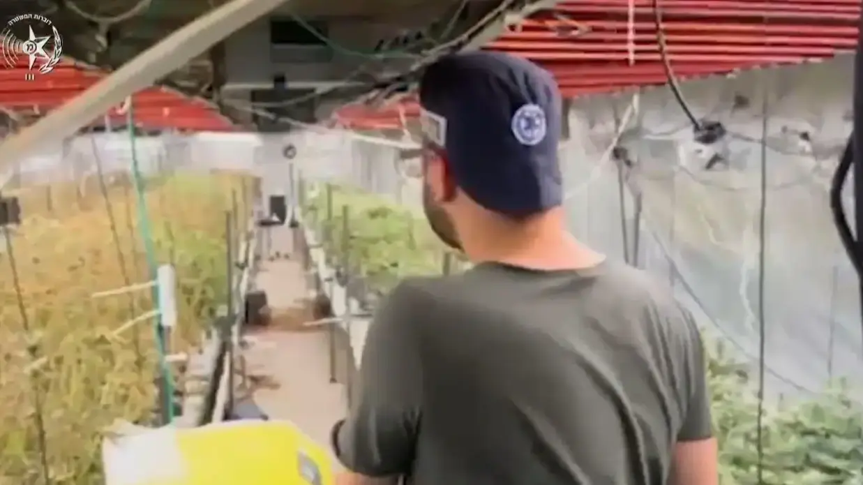 חוות קנאביס רפואי, 28 באוגוסט 2025 חוות קנאביס רפואי, 28 באוגוסט 2025