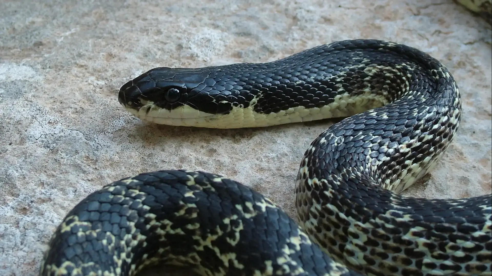 נחש כרכן קרינים