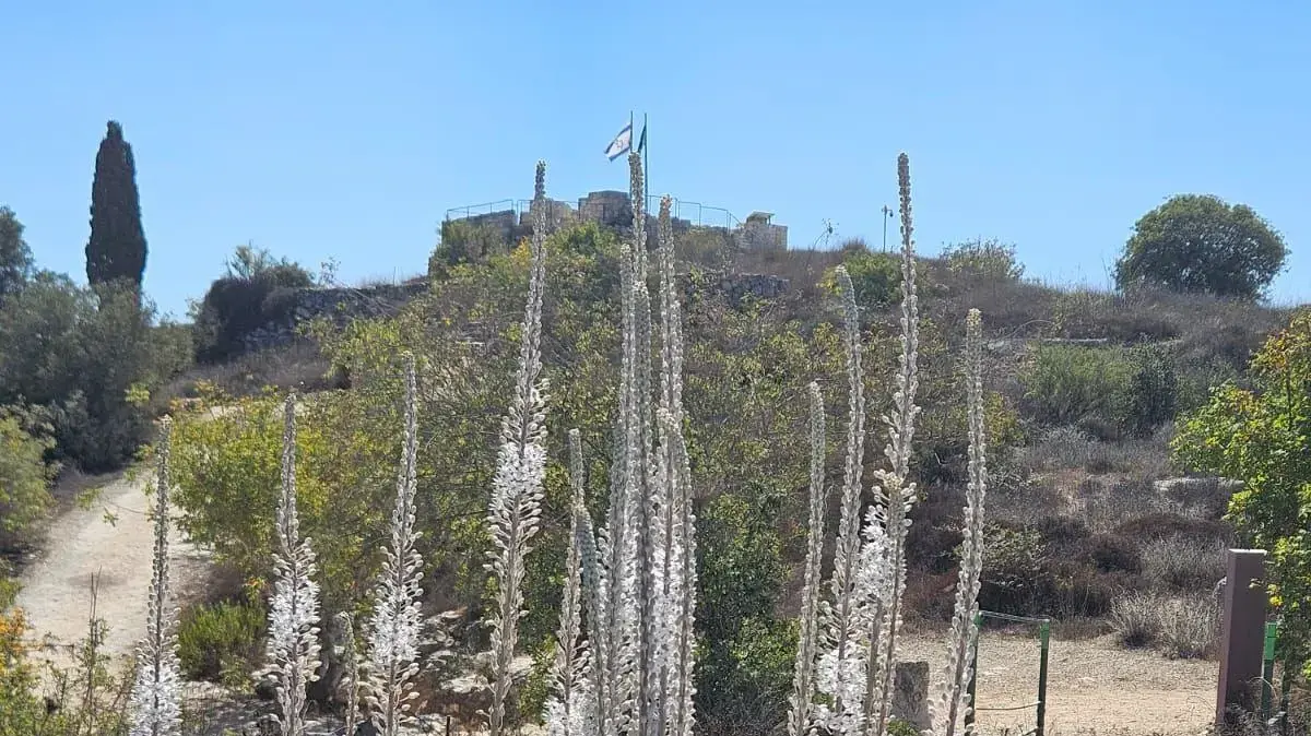 חצבים פורחים בקסטל, 13 בספטמבר 2025 חצבים פורחים בקסטל, 13 בספטמבר 2025