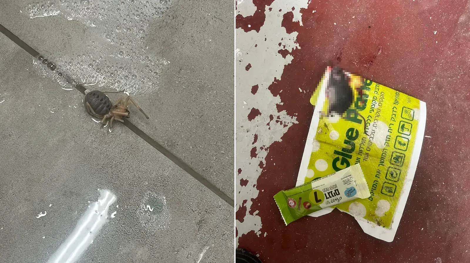 עכבר בחדר אוכל של בסיס מג"ב