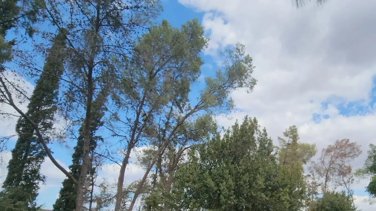 הלוויתו של ניצן סלע בקיבוץ בית השיטה