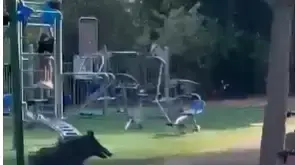 חזירים בביה"ס העל יסודי במועצה האיזורית משגב