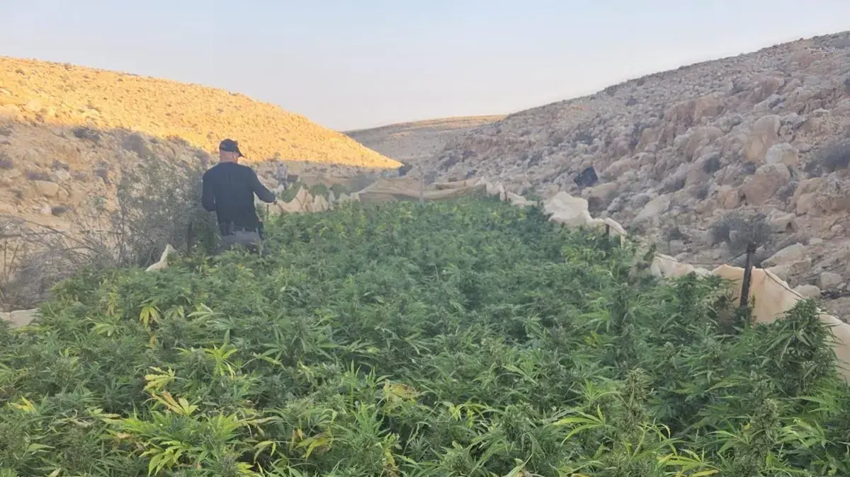 מבצע גדול להשמדת הסמים בנגב מבצע גדול להשמדת הסמים בנגב
