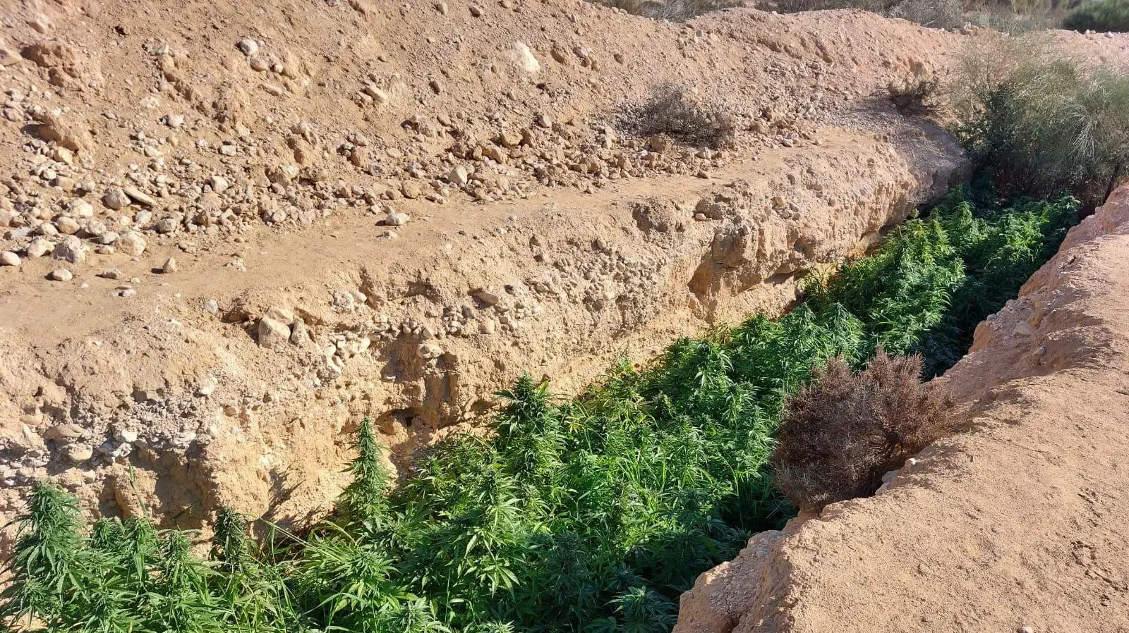 מבצע גדול להשמדת הסמים בנגב מבצע גדול להשמדת הסמים בנגב
