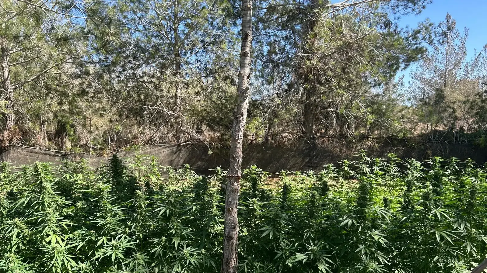 מבצע גדול להשמדת הסמים בנגב מבצע גדול להשמדת הסמים בנגב