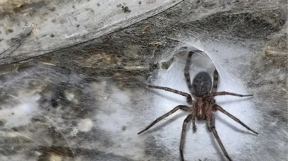 עכביש ביתי (Tegenaria domestica) בתוך מערת הגופרית עכביש ביתי (Tegenaria domestica) בתוך מערת הגופרית
