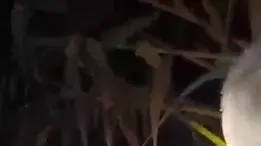 חילוץ הארבעה מנחל הירקון חילוץ הארבעה מנחל הירקון