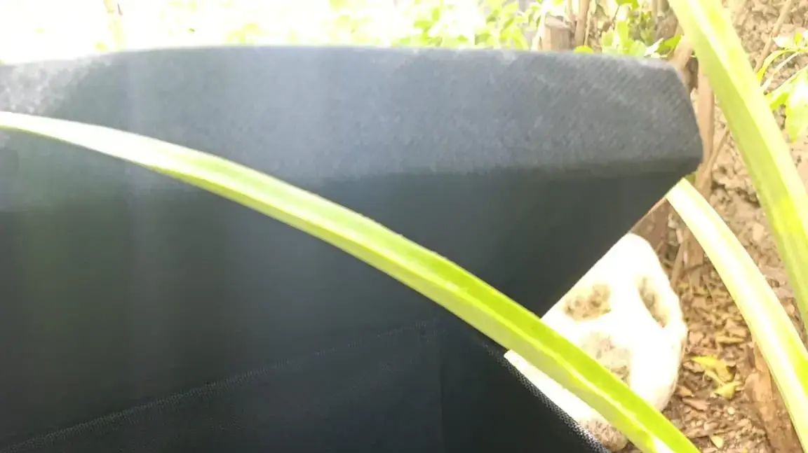 חתולים שחולצו משריפה בדירה בחיפה חתולים שחולצו משריפה בדירה בחיפה