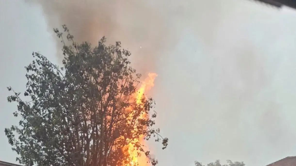 פגיעת ברק בעץ בדרך הטייסים בתל אביב פגיעת ברק בעץ בדרך הטייסים בתל אביב