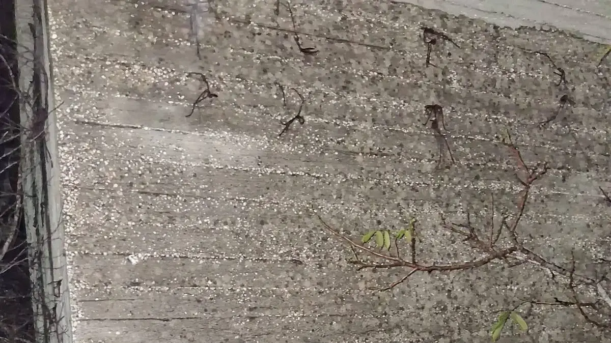 גרפטי של נערי גבעות נגד מפקד פיקוד המרכז. 17 בדצמבר 2025 גרפטי של נערי גבעות נגד מפקד פיקוד המרכז. 17 בדצמבר 2025