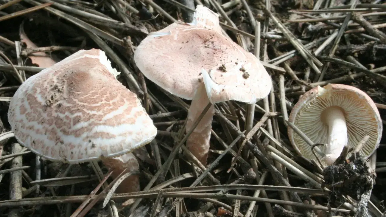 בתמונה: פטריה רעילה מסוג Lepiota brunneoincarnata
בתמונה: פטריה רעילה מסוג Lepiota brunneoincarnata