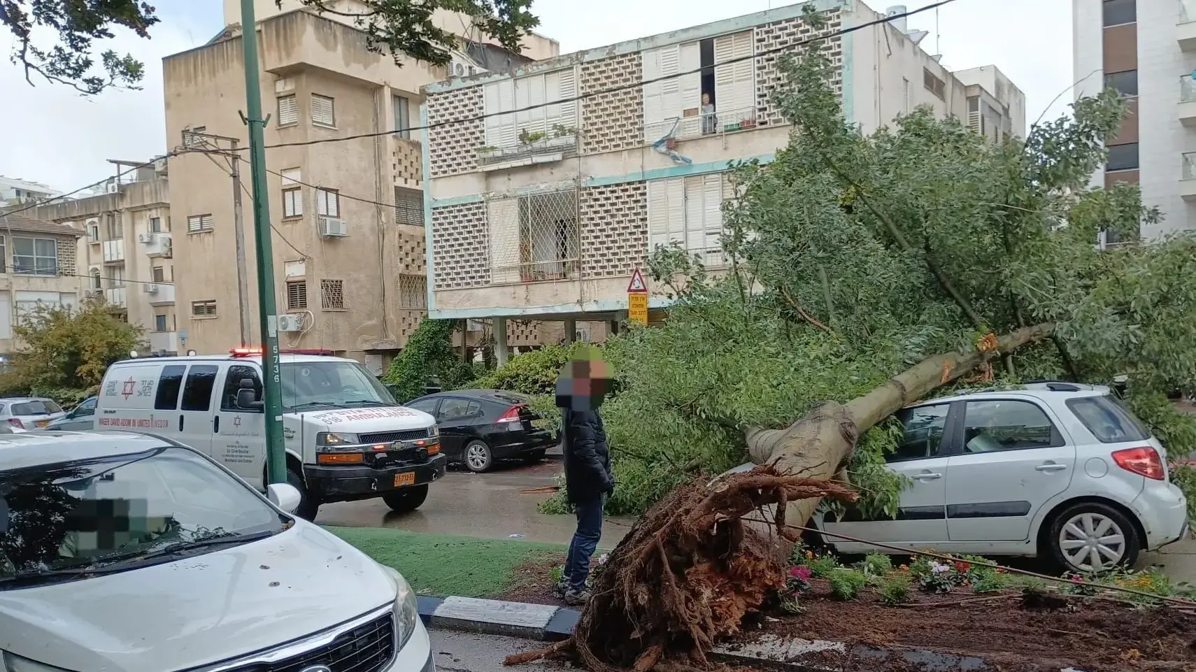 עץ קרס על רכב ברחוב העצמאות, הרצליה, 29 בדצמבר 2025 עץ קרס על רכב ברחוב העצמאות, הרצליה, 29 בדצמבר 2025