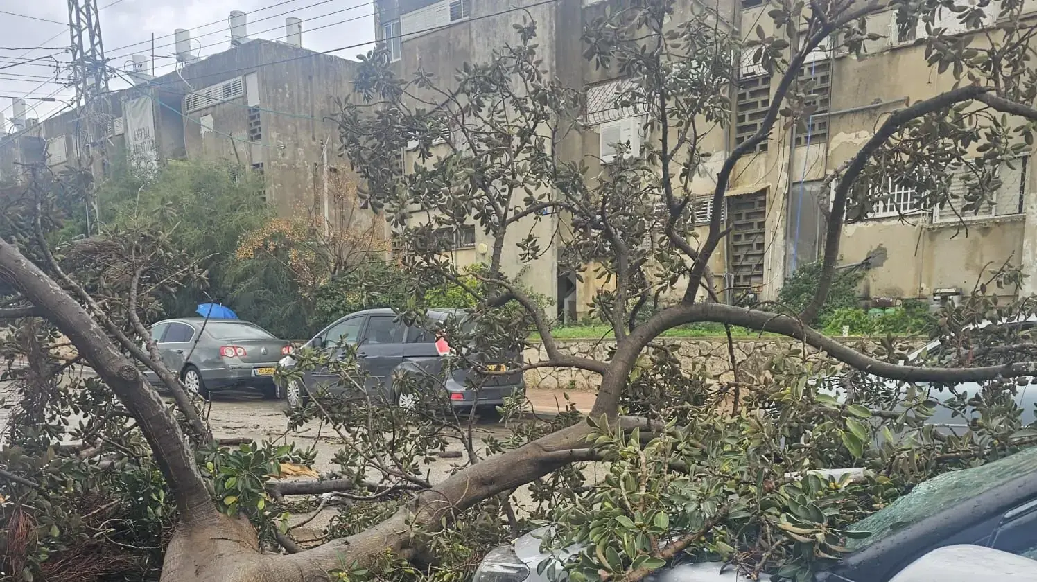 עץ קרס על רכב, נתניה, 29 בדצמבר 2025 עץ קרס על רכב, נתניה, 29 בדצמבר 2025