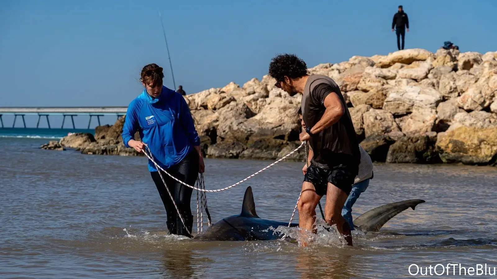 כרישה עפרורית בהריון, נמצאה מתה סמוך לתחנת הכוח בחדרה כרישה עפרורית בהריון, נמצאה מתה סמוך לתחנת הכוח בחדרה