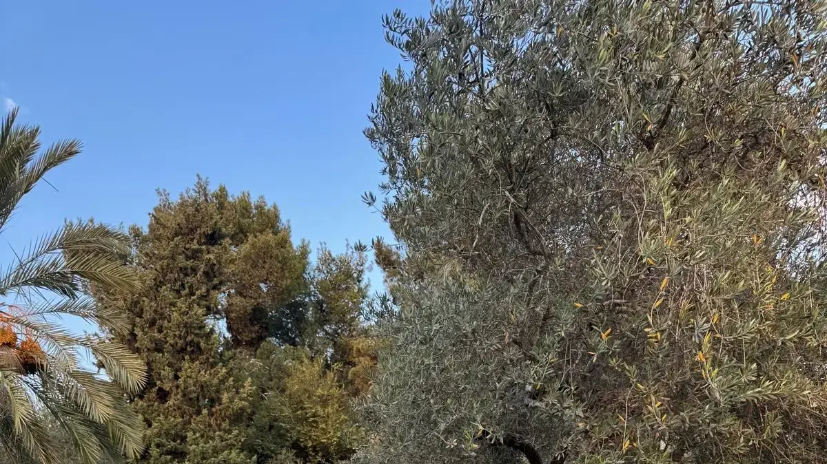 ד"ר גילת רייש ד"ר גילת רייש