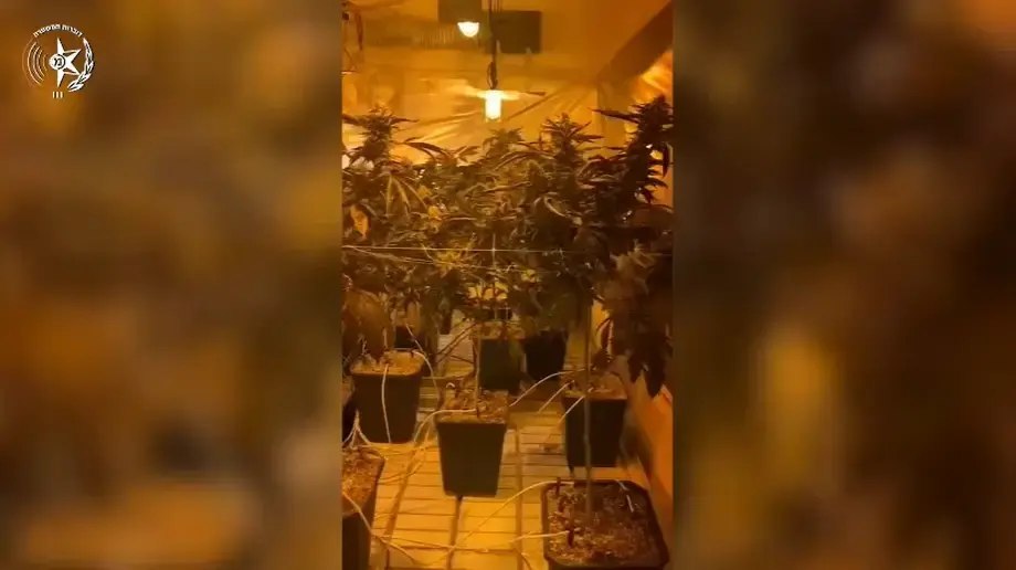 מעבדת סמים ובה כמאתיים שתילי קנאביס בדירה בעיר באר שבע