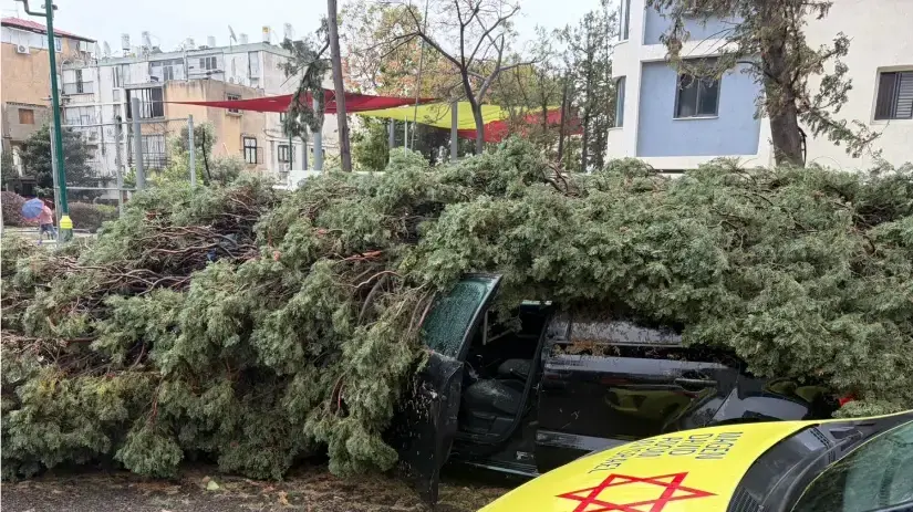 קריסת עץ בראשון לציון קריסת עץ בראשון לציון