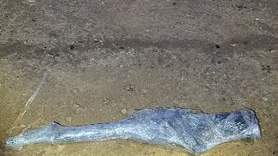 נשק שנתפס במהלך מרדף בנגב בו נהרג החשוד