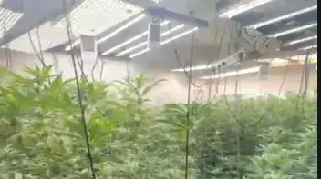 תיעוד- נחשפה מעבדת סמים בתוך בית ובה אותרו קרוב ל-300 שתילי קנאביס בשפרעם. 29 בינואר 2026 תיעוד- נחשפה מעבדת סמים בתוך בית ובה אותרו קרוב ל-300 שתילי קנאביס בשפרעם. 29 בינואר 2026