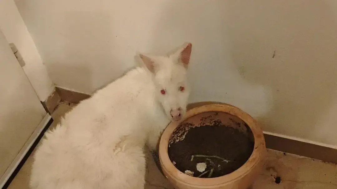 הקנגרו שנמצא בדירה בתל אביב 5 פברואר 2026