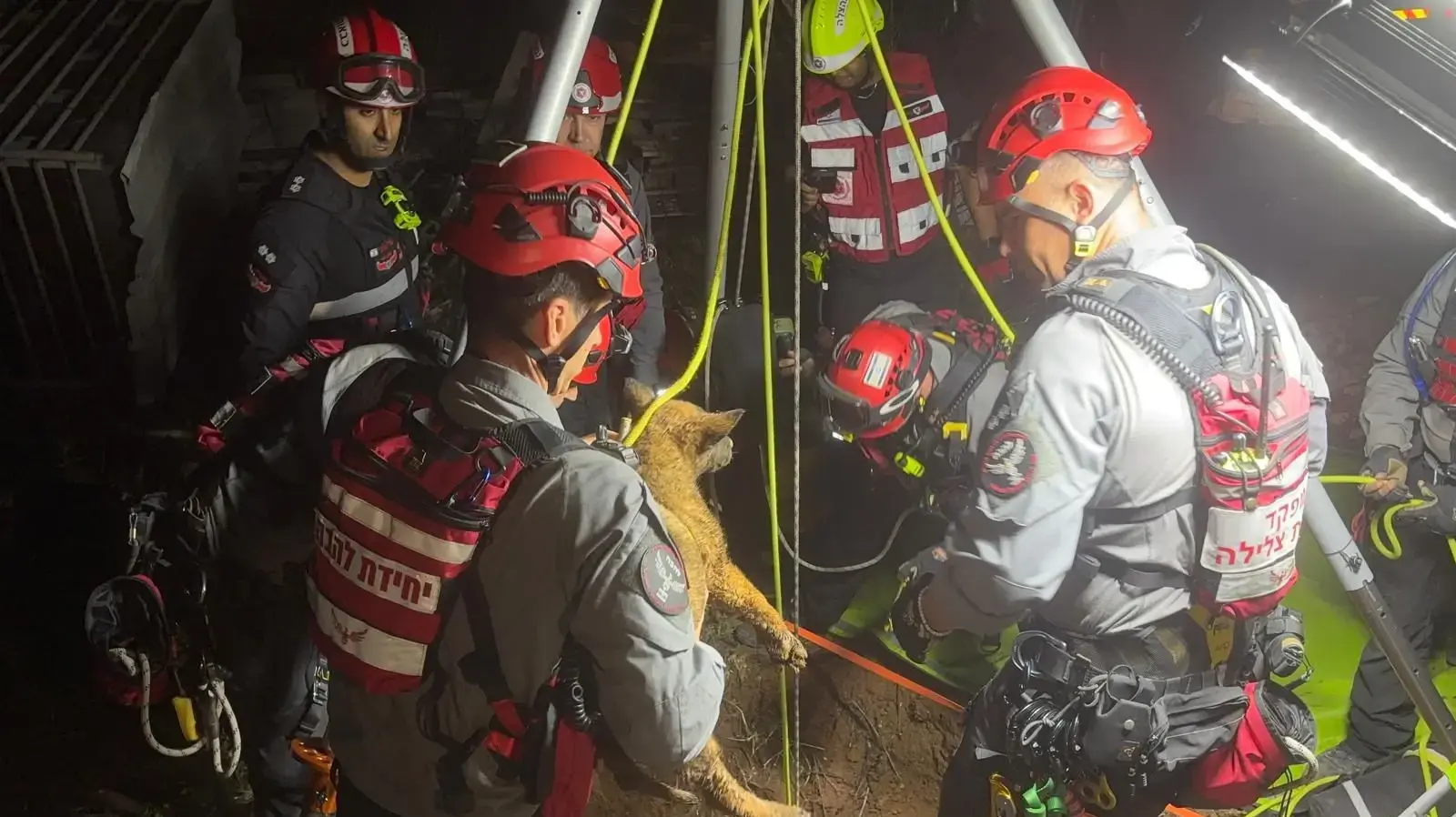 לוחמי אש חילצו כלב מבור באזור טירה לוחמי אש חילצו כלב מבור באזור טירה