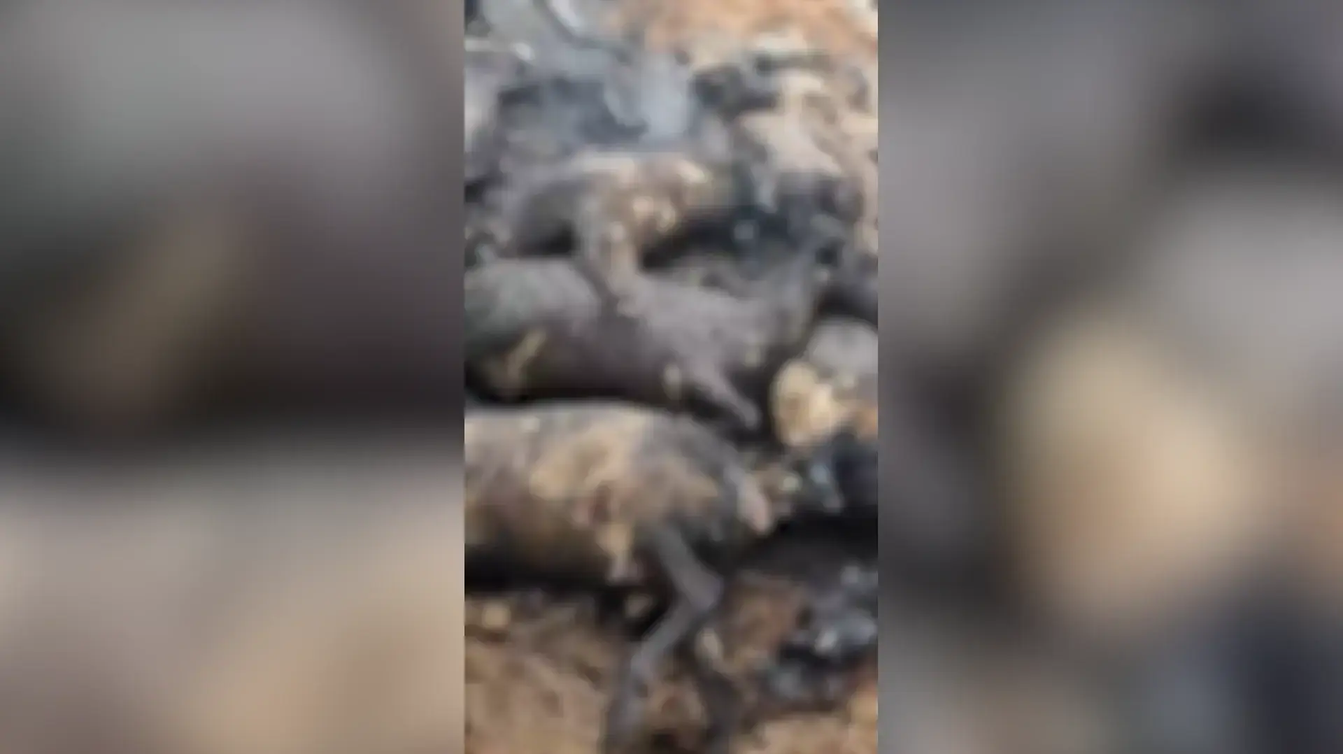 מתנחלים שורפים עשרות כבשים במהלך פשיטה על חווה בעיירה א-סמוע, מדרום לחברון- כך לפי דיווחים פלסטיניים