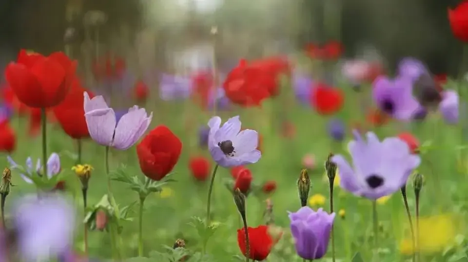 פריחה בשטחי המועצה האזורית מגידו. 21 בפברואר 2026 פריחה בשטחי המועצה האזורית מגידו. 21 בפברואר 2026