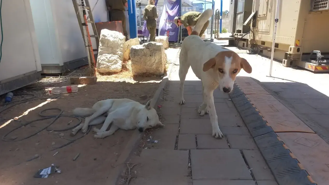 "תנו לחיות לחיות": לשים סוף להרג הכלבים על ידי רשות הטבע והגנים