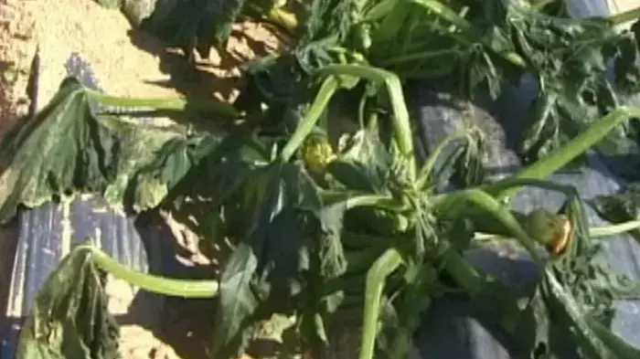 נזקי גל הקור במושב עמיעוז