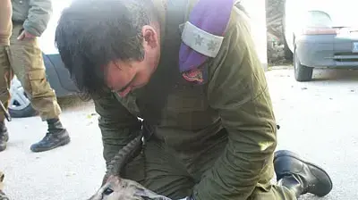 סא"ל עמיר כהן מאוגדת איו"ש מטפל בצבי פצוע