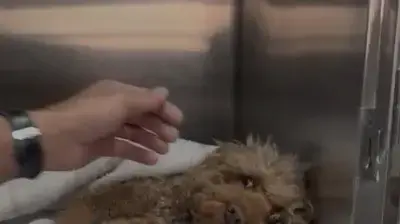 צילי וגילי, שני כלבים נפגעו כתוצאה מרסיסי הטיל האיראני צילי וגילי, שני כלבים נפגעו כתוצאה מרסיסי הטיל האיראני