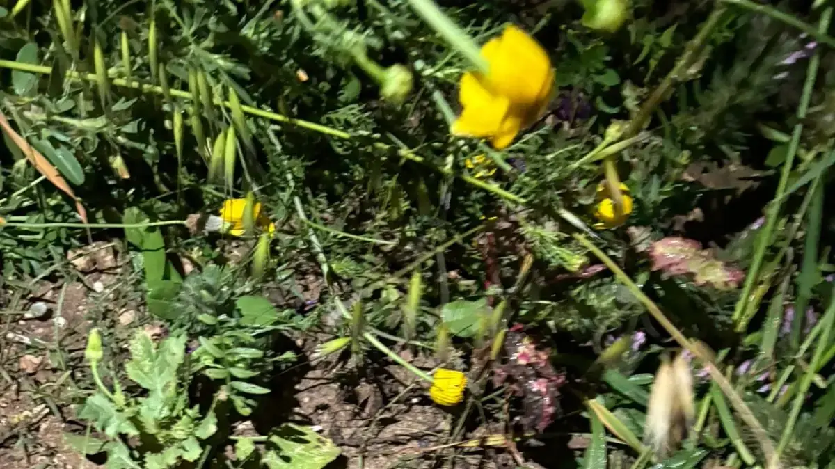 מחסום יזום ברמלה שערכו לוחמי משמר לאומי מרכז של מג"ב הוביל למרדף אחר חשוד ששלף אקדח וכיוון לעבר לוחם מחסום יזום ברמלה שערכו לוחמי משמר לאומי מרכז של מג"ב הוביל למרדף אחר חשוד ששלף אקדח וכיוון לעבר לוחם