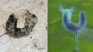מאובן של יצור קדום מהקבוצה הקמברואנידית ממשפחת "deuterostome" מאתר Jiangchuan Biota (בן כ-554 עד 539 מיליון שנה), לצד הדמיה
