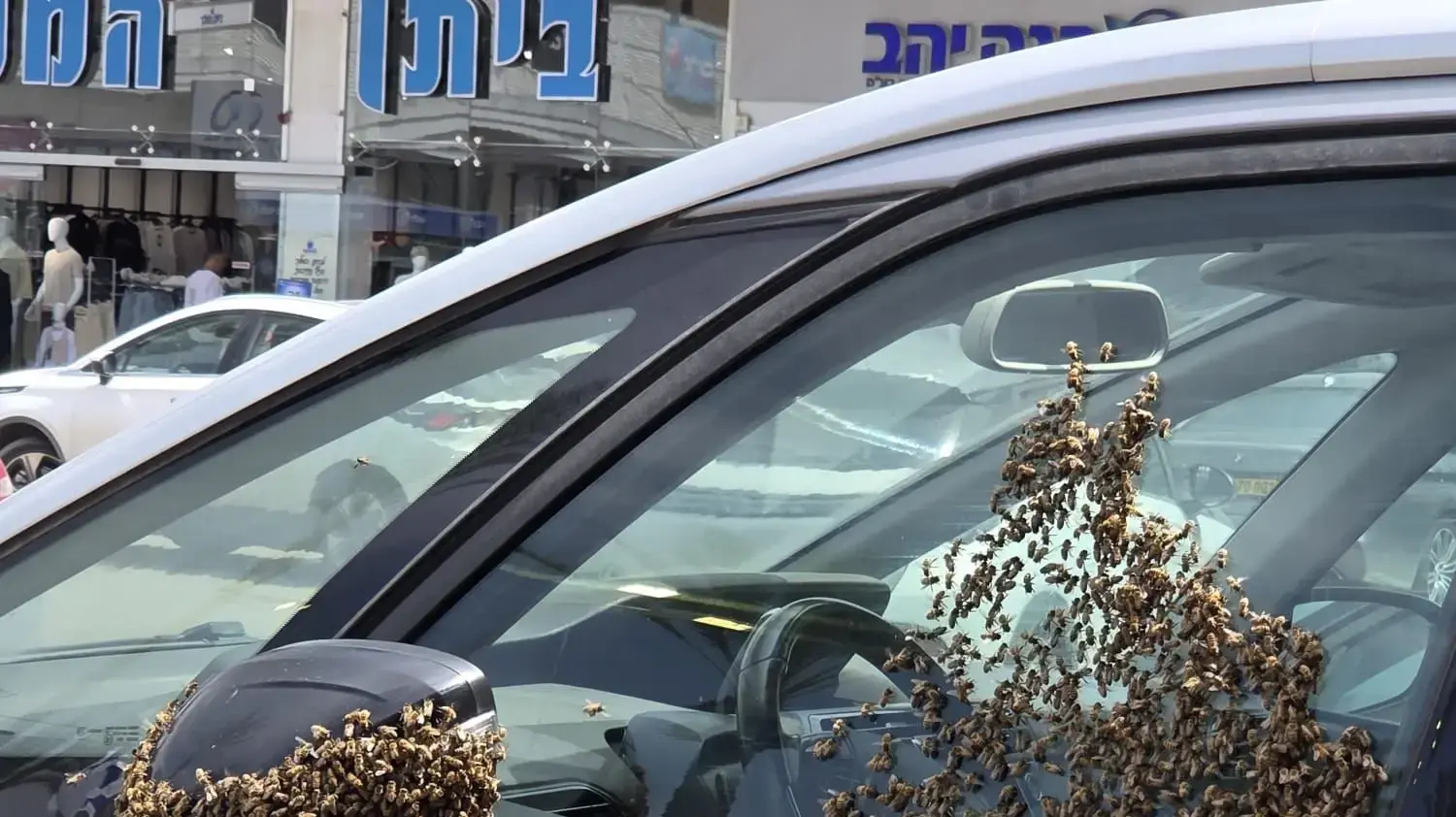 מכת דבורים במרכז מסחרי בנתיבות