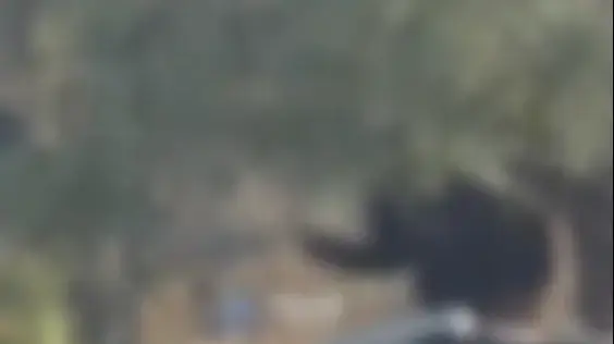 תיעוד פלסטיני: אדם התעלל בכלב בשומרון