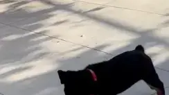 הגורה שאומצה על ידי רס"ר מוחמד גדיר מתחנת המשטרה תבור