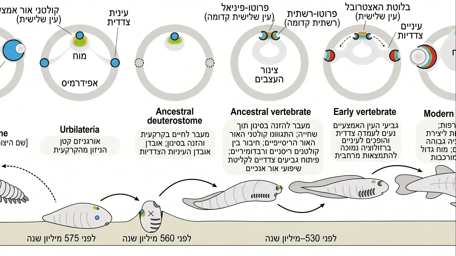 לאב הקדמון שלנו, דמוי הרימה, היו שלוש עיניים: שתיים ששימשו לניווט, ואחת נוספת שנועדה לזהות שינויים ברמות האור לאב הקדמון שלנו, דמוי הרימה, היו שלוש עיניים: שתיים ששימשו לניווט, ואחת נוספת שנועדה לזהות שינויים ברמות האור