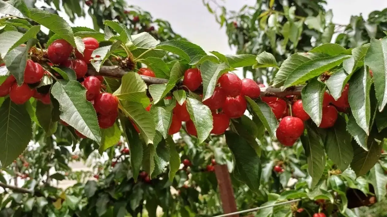 עץ דובדבן במטע מנרה עץ דובדבן במטע מנרה