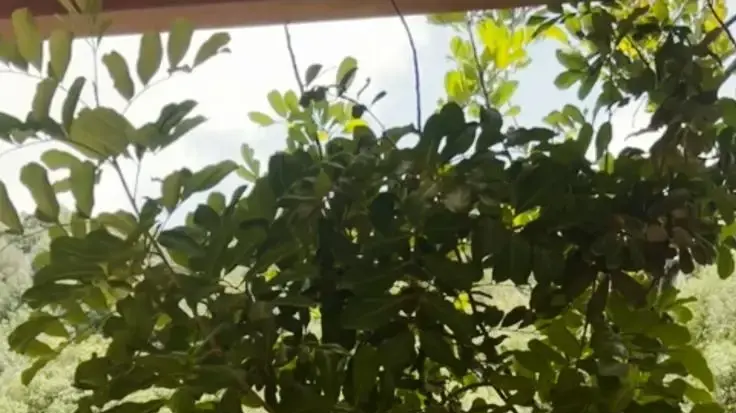 המיזם שמחבר בין בני נוער לקשישים לזכר מפקד הטנק רס"ן גיא ניזרי שנפל בעזה המיזם שמחבר בין בני נוער לקשישים לזכר מפקד הטנק רס"ן גיא ניזרי שנפל בעזה