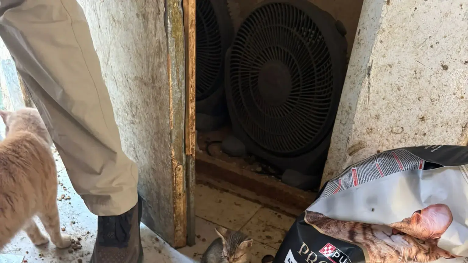 בעלי חיים שהוחזקו בתנאים קשים בדירה בבאר שבע, חשודה עוכבה לחקירה בעלי חיים שהוחזקו בתנאים קשים בדירה בבאר שבע, חשודה עוכבה לחקירה